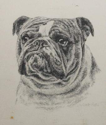Bild Nr.21: 143-3106 Mops und Bulldogge.: (Varia, Zoologie, Hunde)
