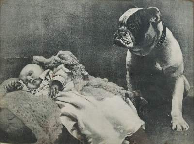 Bild Nr.4: 143-3106 Mops und Bulldogge.: (Varia, Zoologie, Hunde)