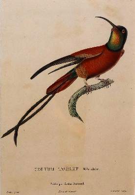 Bild Nr.2: 143-3107 Konvolut.: (Varia, Zoologie)