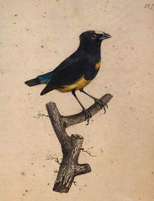 Bild Nr.4: 143-3107 Konvolut.: (Varia, Zoologie)