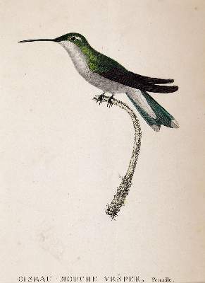 Bild Nr.5: 143-3107 Konvolut.: (Varia, Zoologie)