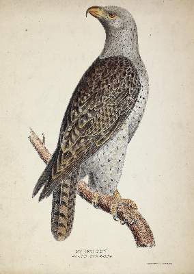 Bild Nr.6: 143-3107 Konvolut.: (Varia, Zoologie)
