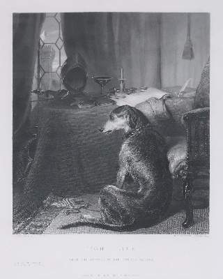 Bild Nr.1: 143-3108 Pferde: (Varia, Zoologie)