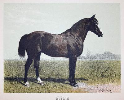 Bild Nr.1: 143-3111 Konvolut.: (Varia, Zoologie, Pferde)
