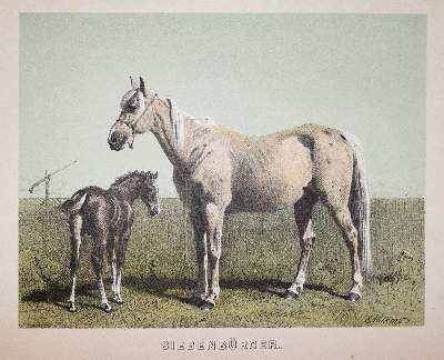 Bild Nr.2: 143-3111 Konvolut.: (Varia, Zoologie, Pferde)