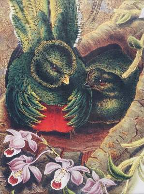 Bild Nr.1: 143-3112 Konvolut: (Varia, Zoologie, Vögel)