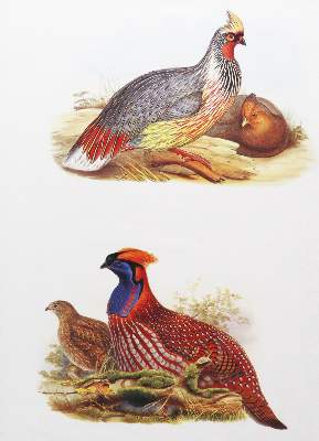 Bild Nr.2: 143-3112 Konvolut: (Varia, Zoologie, Vögel)