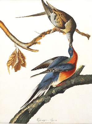 Bild Nr.3: 143-3112 Konvolut: (Varia, Zoologie, Vögel)