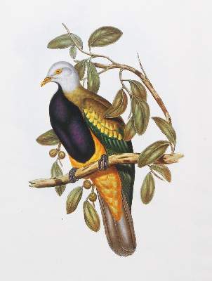 Bild Nr.4: 143-3112 Konvolut: (Varia, Zoologie, Vögel)