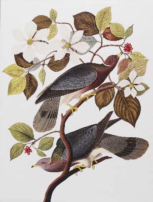 Bild Nr.5: 143-3112 Konvolut: (Varia, Zoologie, Vögel)