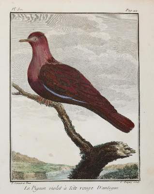 Bild Nr.7: 143-3112 Konvolut: (Varia, Zoologie, Vögel)