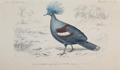 Bild Nr.8: 143-3112 Konvolut: (Varia, Zoologie, Vögel)