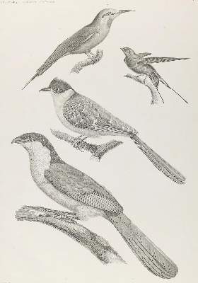Bild Nr.1: 143-3113 Redoute: (Varia, Zoologie, Vögel)