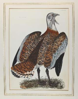 Bild Nr.1: 143-3114 Selby,P.J.: (Varia, Zoologie, Vögel)
