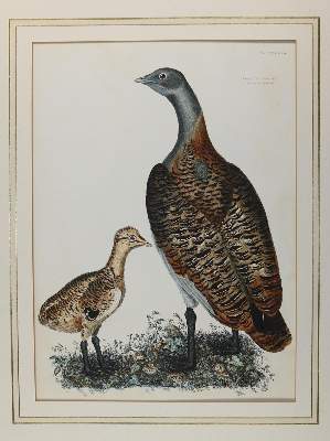 Bild Nr.2: 143-3114 Selby,P.J.: (Varia, Zoologie, Vögel)