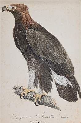 Bild Nr.1: 143-3115 Steinadler.: (Varia, Zoologie, Vögel)