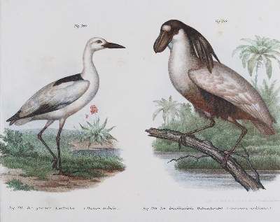 Bild Nr.1: 143-3116 Tauben.: (Varia, Zoologie, Vögel)