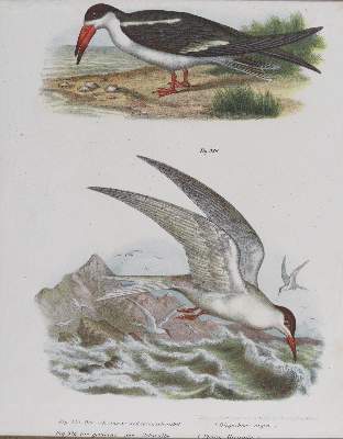 Bild Nr.10: 143-3116 Tauben.: (Varia, Zoologie, Vögel)