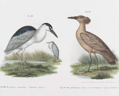 Bild Nr.11: 143-3116 Tauben.: (Varia, Zoologie, Vögel)