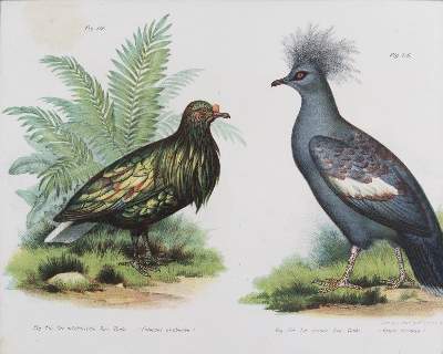 Bild Nr.2: 143-3116 Tauben.: (Varia, Zoologie, Vögel)
