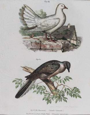 Bild Nr.3: 143-3116 Tauben.: (Varia, Zoologie, Vögel)