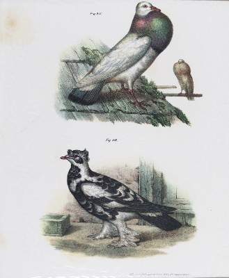 Bild Nr.4: 143-3116 Tauben.: (Varia, Zoologie, Vögel)