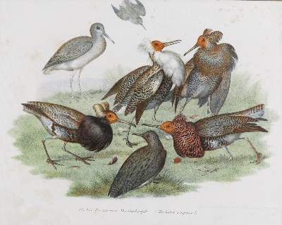 Bild Nr.6: 143-3116 Tauben.: (Varia, Zoologie, Vögel)