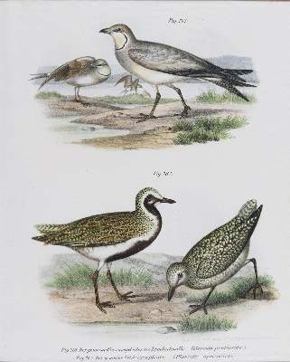 Bild Nr.7: 143-3116 Tauben.: (Varia, Zoologie, Vögel)