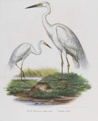 Bild Nr.9: 143-3116 Tauben.: (Varia, Zoologie, Vögel)