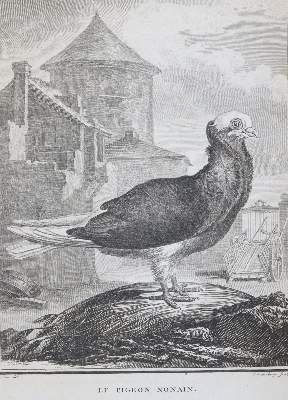 Bild Nr.1: 143-3117 Tauben.: (Varia, Zoologie, Vögel)