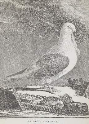 Bild Nr.2: 143-3117 Tauben.: (Varia, Zoologie, Vögel)