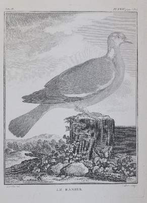 Bild Nr.4: 143-3117 Tauben.: (Varia, Zoologie, Vögel)