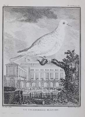 Bild Nr.5: 143-3117 Tauben.: (Varia, Zoologie, Vögel)