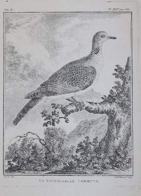 Bild Nr.6: 143-3117 Tauben.: (Varia, Zoologie, Vögel)