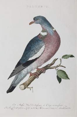 Bild Nr.1: 143-3118 Tauben: (Varia, Zoologie, Vögel)