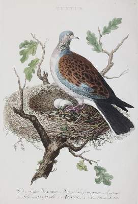 Bild Nr.2: 143-3118 Tauben: (Varia, Zoologie, Vögel)