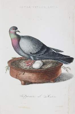 Bild Nr.3: 143-3118 Tauben: (Varia, Zoologie, Vögel)
