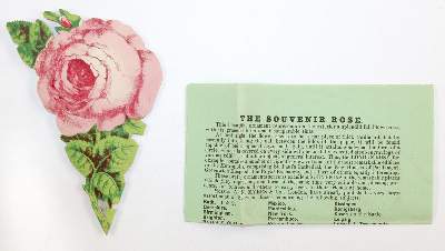 Bild Nr.22: 143-3280 Souvenirrose: (Ausland, England, Harrogate)