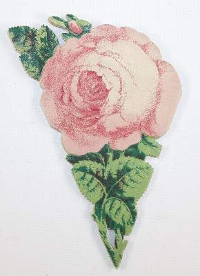 Bild Nr.3: 143-3388 Souvenirrose: (Ausland, Niederlande)