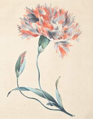 Bild Nr.1: 143-3603 Blumen.: (Künstlergraphik)