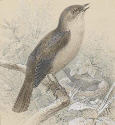 Bild Nr.4: 143-4504 Specht, Friedrich: (Künstlergraphik)