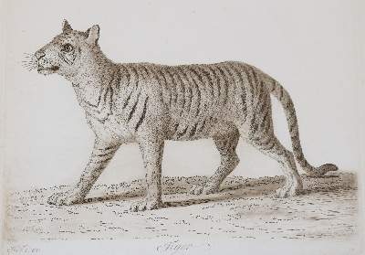 Bild Nr.10: 143-4545 Tischbein, Johann Heinrich: (Künstlergraphik)
