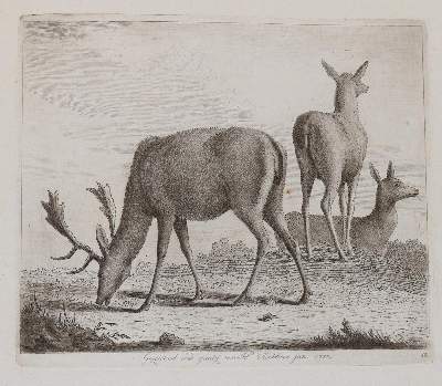 Bild Nr.11: 143-4545 Tischbein, Johann Heinrich: (Künstlergraphik)