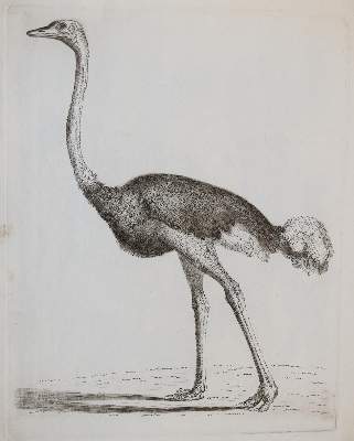 Bild Nr.18: 143-4545 Tischbein, Johann Heinrich: (Künstlergraphik)