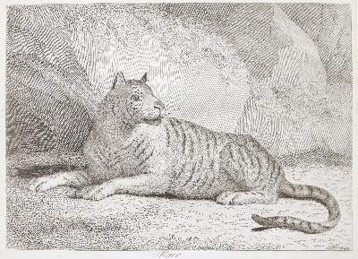Bild Nr.5: 143-4545 Tischbein, Johann Heinrich: (Künstlergraphik)