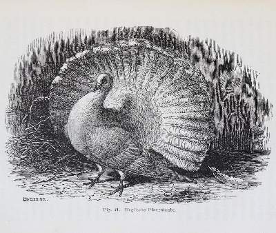 Bild Nr.42: 143-520 Rückgänge.: (Varia)