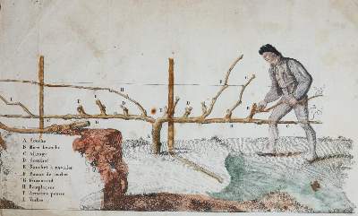 Bild Nr.4: 143-619 Claire,R.: (Küche und Haushalt, Getränke, Wein)