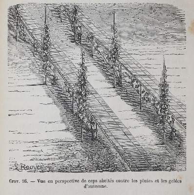 Bild Nr.2: 143-633 Guyot,J.: (Küche und Haushalt, Getränke, Wein)