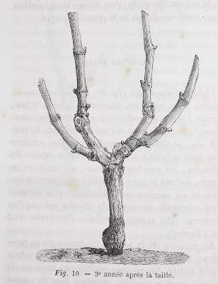 Bild Nr.1: 143-660 Trouillet,E.: (Küche und Haushalt, Getränke, Wein)