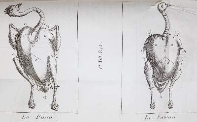 Bild Nr.3: 143-776 (Grimod de la Reyniere,A.B.L.).: (Küche und Haushalt, Kochbücher)